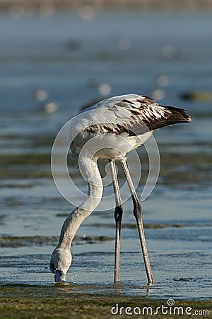 Juvenile Greater Flamingo Stock Photo