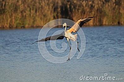 Juvenile greater flamingo landing clumsily Stock Photo