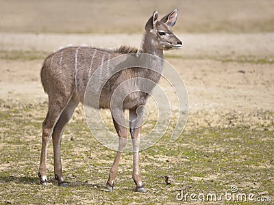 Juvenile greater kudu Stock Photo