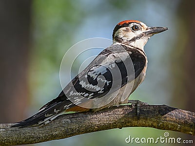 Juvenile Greater Spotted Woodpecker Stock Photo