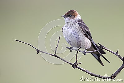 Juvenile Greater Striped Swallow sit on perch and wait Stock Photo