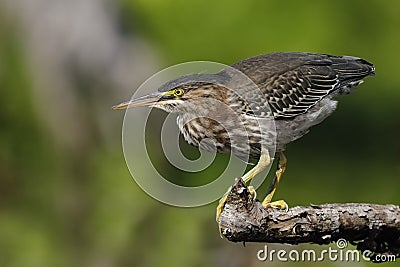 Juvenile Green Heron stalking its prey from a branch overhanging Stock Photo