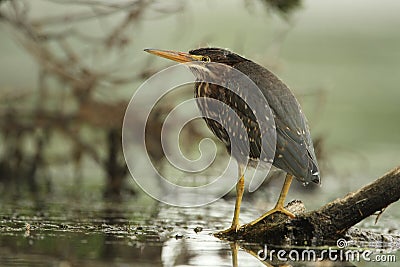 Juvenile Green Heron Perched on a Floating Log Stock Photo