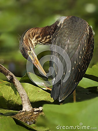 Juvenile Green Heron Preening its Feathers Stock Photo