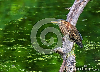 Juvenile green heron standing on a branch in the water Stock Photo