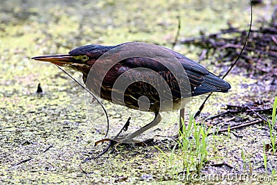 Juvenile Green Heron Stock Photo