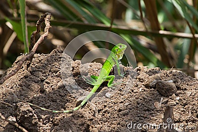 A Juvenile Green Iguana Stock Photo