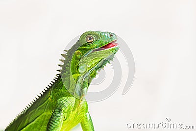 Juvenile Green Iguana Stock Photo