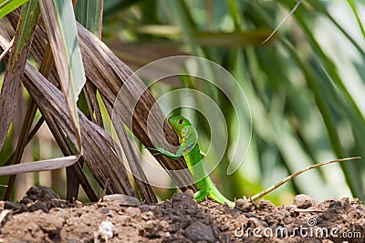 Juvenile Green Iguana Stock Photo