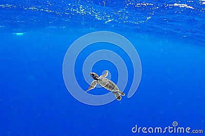 Juvenile Green Sea Turtle swimming free Stock Photo