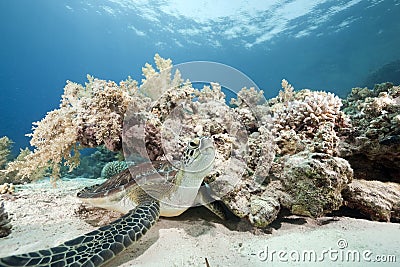 Juvenile green turtle Stock Photo