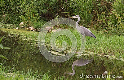 Juvenile Grey Heron at river Stock Photo