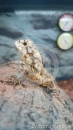 Frilled lizard Stock Photo