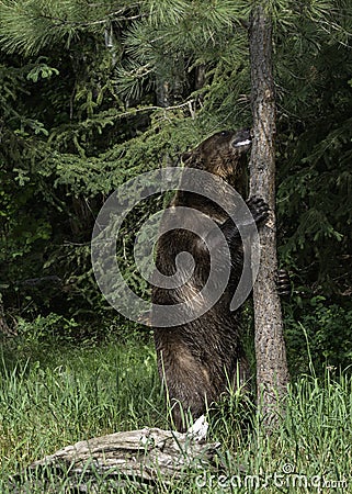 A Grizzly Scratching Post Stock Photo