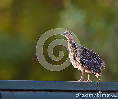 A juvenile Helmeted Guineafowl Stock Photo