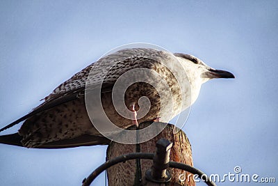 A juvenile herring gull sitting on a post Stock Photo