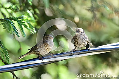 A Juvenile house finch on the Wire Stock Photo