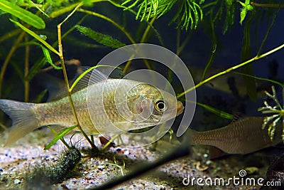 Juvenile individual of prussian carp or gibel carp, wide-spread and very common freshwater fish feel fine in temperate coldwater Stock Photo