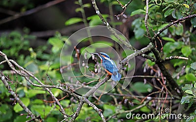 Juvenile kingfisher perching in a riverside tree Stock Photo