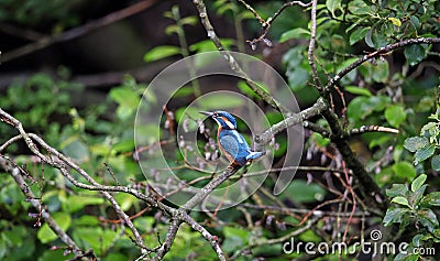 Juvenile kingfisher perching in a riverside tree Stock Photo