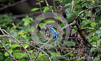 Juvenile kingfisher perching in a riverside tree Stock Photo