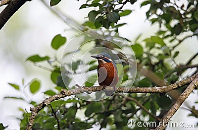 Juvenile kingfisher perching in a riverside tree Stock Photo