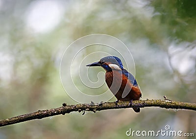 Juvenile kingfisher perching in a riverside tree Stock Photo