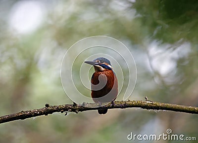 Juvenile kingfisher perching in a riverside tree Stock Photo