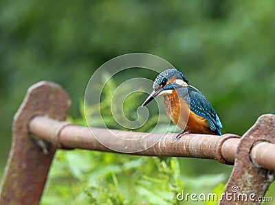Juvenile kingfisher on a rusty rail Stock Photo