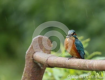 Juvenile kingfisher on a rusty rail Stock Photo