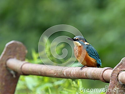 Juvenile kingfisher on a rusty rail Stock Photo