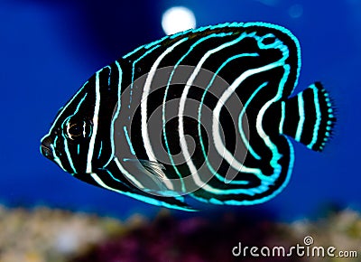 Juvenile Koran Angelfish Stock Photo