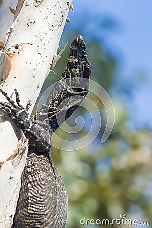 Juvenile lace monitor (Varanus varius) or goanna from Australia Stock Photo