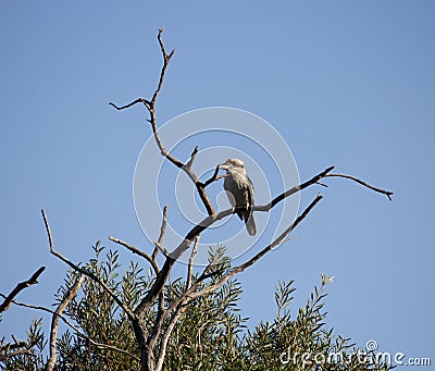 Juvenile Laughing or Australian Kookaburra in a tree. Stock Photo