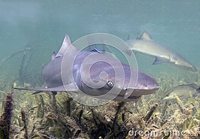 Juvenile Lemon Shark (Negaprion brevirostris) in the mangroves of Bimini, Bahamas Stock Photo