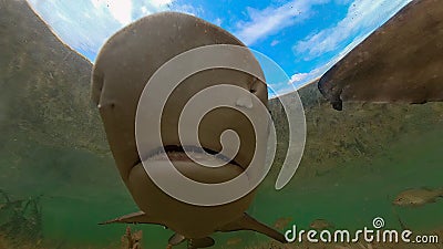 Juvenile Lemon Shark (Negaprion brevirostris) in the mangroves of North Bimini Stock Photo