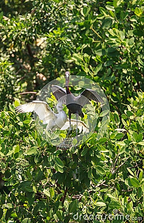 Juvenile little blue heron Egretta caerulea and young snowy egret Egretta thula Stock Photo