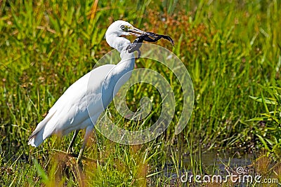 Juvenile Little Blue Heron with frog Stock Photo