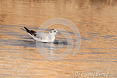 Juvenile Little gull Hydrocoloeus minutus , Malta Stock Photo