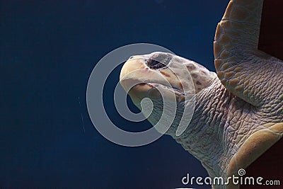 Juvenile loggerhead sea turtle, Caretta caretta Stock Photo