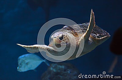 Juvenile loggerhead sea turtle, Caretta caretta Stock Photo