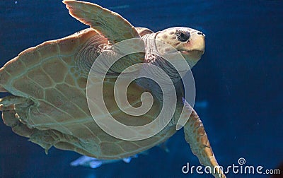 Juvenile loggerhead sea turtle, Caretta caretta Stock Photo