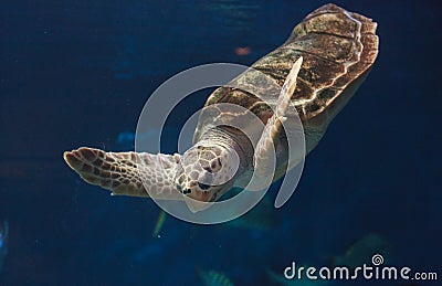 Juvenile loggerhead sea turtle, Caretta caretta Stock Photo