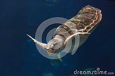 Juvenile loggerhead sea turtle, Caretta caretta Stock Photo