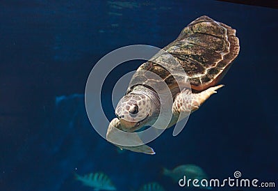 Juvenile loggerhead sea turtle, Caretta caretta Stock Photo