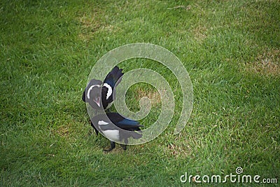 Magpie looking for food on a lawn with its hungry juvenile Stock Photo