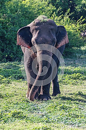 Juvenile male aisian elephant walking in a nature reserve Stock Photo