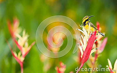 Juvenile Male Olive-backed Sunbird Stock Photo