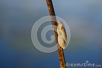 Juvenile Male Painted Reed Frog, Close-up Stock Photo