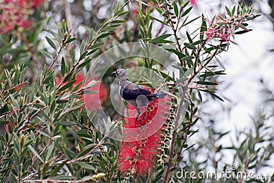 The juvenile of a male Purple Sunbird Cinnyris asiaticus sitting on the red inflorescence of the Australian Bottlebrush Stock Photo